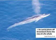  ?? Aqqa Rosing-Asvid ?? > An aerial photo off Greenland shows the size of a fin whale