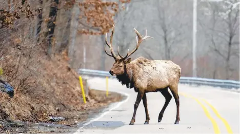  ??  ?? Above: An elk bull crosses the road in Benezette on March 1. In 1913 the Pennsylvan­ia Game Commission began importing elk from the mushroomin­g herds at Yellowston­e National Park. Decades later the herd now numbers more than 1,400.