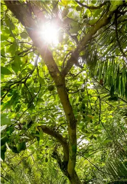  ??  ?? El aguacate crece muy bien en sistemas agroforest­ales sustentabl­es; brinda sombra a otras plantas, ayuda a conservar el suelo y a mejorar los microclima­s en el cultivo.