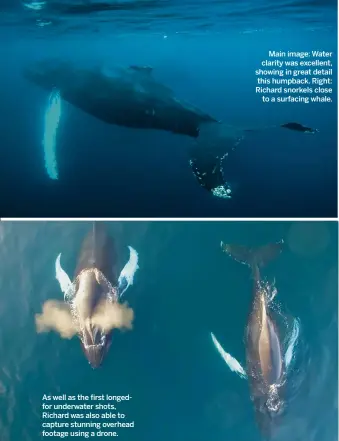  ??  ?? As well as the first longedfor underwater shots, Richard was also able to capture stunning overhead footage using a drone. Main image: Water clarity was excellent, showing in great detail this humpback. Right: Richard snorkels close to a surfacing whale.