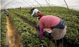  ?? Photograph: Susana Girón/The Guardian ?? Seasonal workers of Moroccan origin pick strawberri­es in a greenhouse in the area between Palos de la Frontera and Moguer.