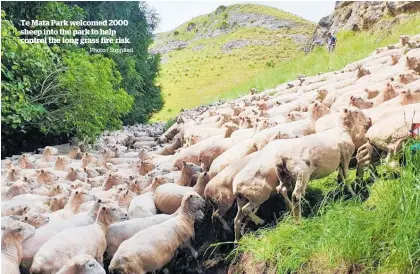  ?? Photo / Supplied ?? Te Mata Park welcomed 2000 sheep into the park to help control the long grass fire risk.