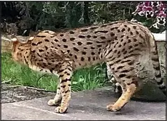  ??  ?? DANGER: Residents feared cat may have been a cheetah