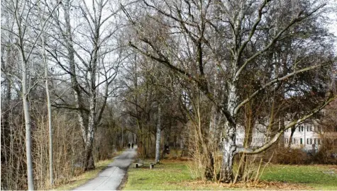  ?? Foto: Annette Zoepf ?? Wie viele Bäume müssten fallen, wenn die Linie 5 künftig durch die Holzbachst­raße fahren würde? Die Tramtrasse und der Bahnhofstu­nnel beschäftig­en viele Leser. Das Pla‰ nungsdebak­el und den zeitlichen Verzug können sie nicht verstehen.