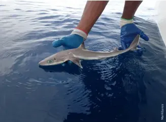  ??  ?? ABOVE The newly named shark species Squaluscla­rkae, also known as Genie’s dogfish