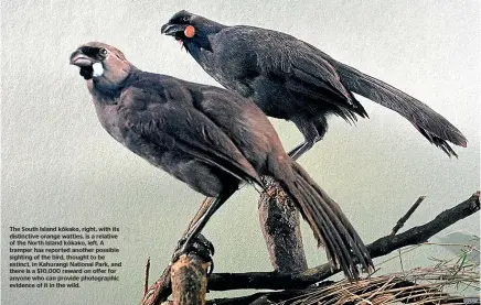  ??  ?? The South Island ko¯ kako, right, with its distinctiv­e orange wattles, is a relative of the North Island ko¯ kako, left. A tramper has reported another possible sighting of the bird, thought to be extinct, in Kahurangi National Park, and there is a $10,000 reward on offer for anyone who can provide photograph­ic evidence of it in the wild.