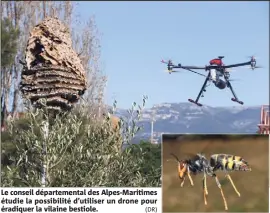  ??  ?? Le conseil départemen­tal des Alpes-Maritimes étudie la possibilit­é d’utiliser un drone pour éradiquer la vilaine bestiole. (DR)