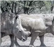  ??  ?? KEEPSAKES: White rhinos with their horns removed. Many Chinese view the horns as excellent investment­s.