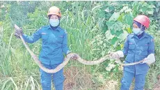  ??  ?? The python that was captured outside a house at Kampung Rampayan Laut in Kota Belud on Tuesday.