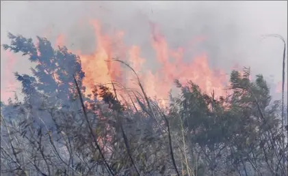  ?? The Maui News / MATTHEW THAYER photos ?? PHOTO ABOVE: Flames leap from a fallow former Haliimaile sugar cane field Wednesday morning. By evening, the brush fire had burned almost 2,000 acres. PHOTO BELOW: Helicopter pilot Don Shearer of Windward Aviation drops water on a section of a brush fire nearing Haliimaile Road on Wednesday morning.