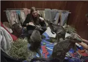  ?? CHRISTINA SIMONS — THE NEW YORK TIMES ?? Susan Pulis, left, and Wendy Hendrickso­n feed kangaroos in a bedroom turned into a temporary shelter.