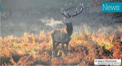  ?? WQ IMAGES/ISTOCKPHOT­0 ?? A stag in Richmond