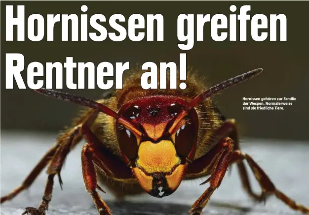  ??  ?? Hornissen gehören zur Familie der Wespen. Normalerwe­ise sind sie friedliche Tiere.