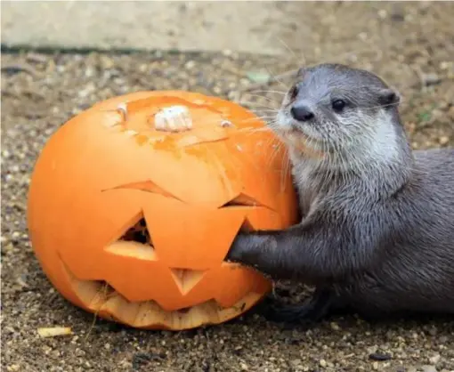  ??  ?? An otter gets into the spirit of Halloween at Whipsnade Zoo