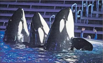  ?? Don Bartletti
Los Angeles Times ?? AFTER FALLING 4.2% in 2014, attendance rose 5.6% in the first three months of this year at SeaWorld’s 11 theme parks and attraction­s, although an early Easter helped boost crowds. Revenue rose just 1%.