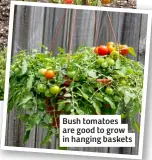  ?? ?? Bush tomatoes are good to grow in hanging baskets