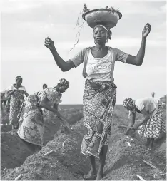  ??  ?? A women distribute­s cassava cuttings whilst others plant them on a recently prepared land.