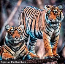  ??  ?? Tigers of Ranthambor­e