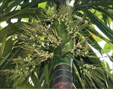  ?? SUPPLIED ?? Seeing that abundant plants have not been fully utilised, Hour Chhai Ngorn turns areca leaf sheath into spoon, box and plate as an alternativ­e to plastic.