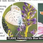  ??  ?? FLIERS’ FAVOURITES: Blue Veronica and the pink cone flower