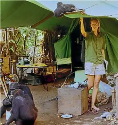  ??  ?? Jane Goodall says when she initially made contact with Gombe’s chimpanzee­s, they were ‘‘unconscion­able thieves’’.