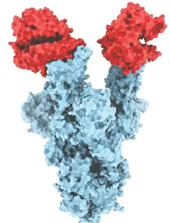  ?? UBC ?? This image shows the spike protein on B.1.1.7., the highly contagious COVID-19 variant first identified in the U.K. Researcher­s at the University of B.C. and Université de Sherbrooke say they have developed an antiviral drug that shows promise in treating COVID-19 variants.