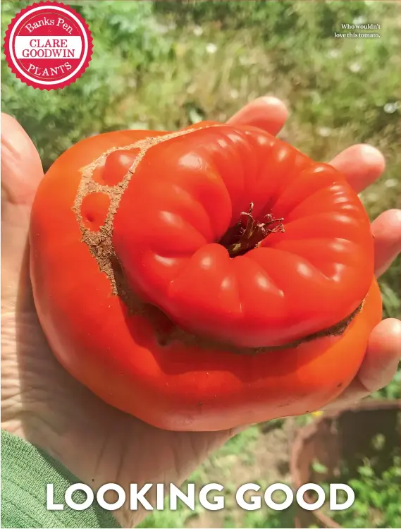  ??  ?? Who wouldn’t love this tomato.