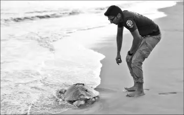  ??  ?? Sumanth Madhav, campaign manager for wildlife for animal welfare charity Humane Society Internatio­nal (HSI), looks at a dead Olive Ridley sea turtle on Daluakani beach.