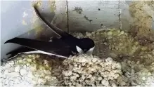  ??  ?? Nesting House martins make themselves at home