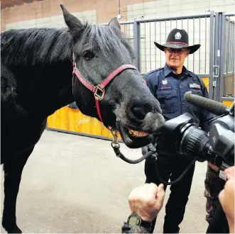  ?? RYAN McLEOD ?? Calgary police officer Rob MacLeod and equine recruit Ortona smile for the cameras at the police stables on Tuesday. Ortona, a 12-year-old gelding, is helping to fill a space left by the death of Ranger.