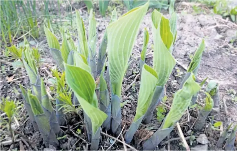  ?? PHOT0S BY THERESA FORTE/SPECIAL TO POSTMEDIA NETWORK ?? Hosta leaves beginning to emerge — this plant can be divided at this stage. Dig around the crown and lift the whole mass of roots from the ground. If the soil doesn’t fall away from the roots, use a strong jet of water to loosen the soil before...