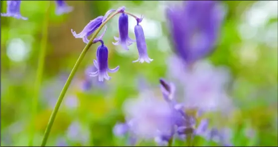  ?? ?? Bluebells at Bowdown Woods, captured by our photograph­er Phil Cannings