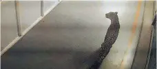  ?? — AFP ?? This photo of a screen displaying CCTV footage shows a leopard walking inside a car factory in Manesar on Thursday.