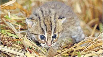  ?? WILDLIFE SOS ?? Endemic to India, Sri Lanka and areas along the Indo-Nepal border, rusty-spotted cats are the smallest cat species in the world .