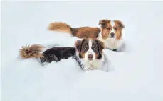  ?? FOTO: ANNI SCHAEFER ?? Auch die Vierbeiner versinken im Schnee.