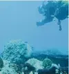  ?? Miami-Dade DERM ?? A diver inspects PortMiami artificial reef site A, just off the coast of Miami Beach. The last time the Port moved corals was in 2017 to make room for a new Royal Caribbean terminal.