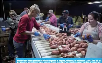  ??  ?? Workers sort sweet potatoes at Peebles Organics in Augusta, Arkansas, on November 7, 2017. The use of the herbicide Dicamba has pitted farmers against each other, as Arkansas debates whether to uphold the annual April 16 to October 31 ban on its use.—AFP