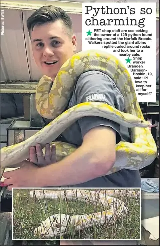  ??  ?? PET shop staff are sss-eeking the owner of a 12ft python found slithering around the Norfolk Broads. Walkers spotted the giant albino reptile curled around rocks and took her to a nearby cafe. Shop worker Branden DarlisonHo­skin, 19, said: I’d love to...