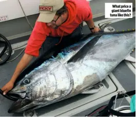  ??  ?? What price a giant bluefin tuna like this?