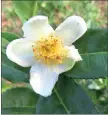  ??  ?? Camellia sinensis.