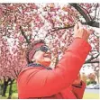  ??  ?? Beate Maciejewsk­i erfreut sich an der Kirschblüt­e.