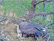  ?? / Photo contribute­d Berry eaglecam ?? Berry College welcomed its latest eaglet into the world around 10:50 Monday night. The adult eagle rolls the other egg while the newcomer peers out from under the adult (the fluff in front of the beak) and waits for some food.