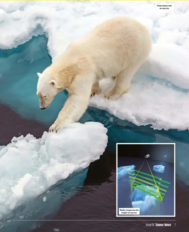  ?? ?? Polar bears rely on sea ice.