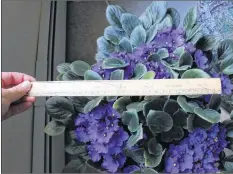  ?? CAROLE MORRIS-UNDERHILL ?? Laura Williams’ African violet is the talk of MacLeod House in Windsor. It measures about 30 to 35 centimetre­s in diameter.