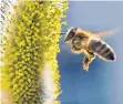  ?? FOTO: BORIS RÖSSLER/DPA ?? Wer auf summende Bienchen im heimischen Garten hofft, sollte auf eine große Vielfalt auf der Blumenwies­e achten.