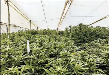  ?? ANTHONY FAIOLA/WASHINGTON POST ?? Test plants thrive at a new cannabis cultivatio­n center of the Colombian subsidiary of Canada-based PharmaCiel­o.