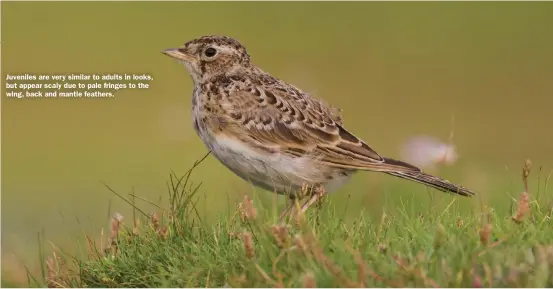  ?? ?? Juveniles are very similar to adults in looks, but appear scaly due to pale fringes to the wing, back and mantle feathers.