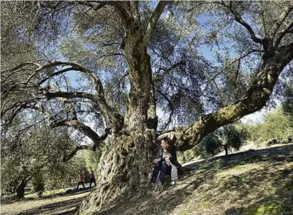  ?? :: R. C. ?? La ruta invita a disfrutar de la sombra de los olivos centenario­s de la región.