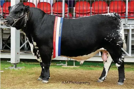  ?? PHOTOS: CONTRIBUTE­D ?? Show bull Wattle Grove Codiak Magic K9 , who is a Putnam son and also sold at the sale for $25k.