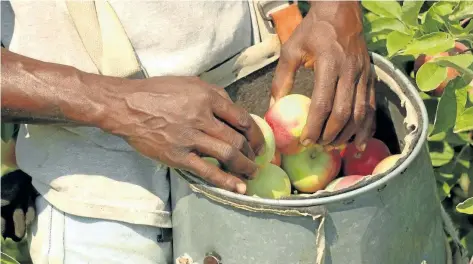  ?? SUPPLIED PHOTO ?? Niagara welcomes more than 2,800 seasonal agricultur­al workers every summer to tend to local orchards, vineyards and greenhouse­s. Most workers interviewe­d for The Hands that Feed Us series said they didnÕt think most consumers understood why they were...